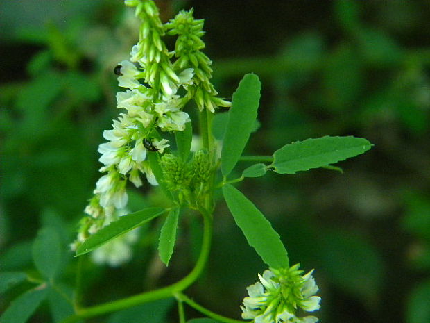 komonica biela Melilotus albus Medik.