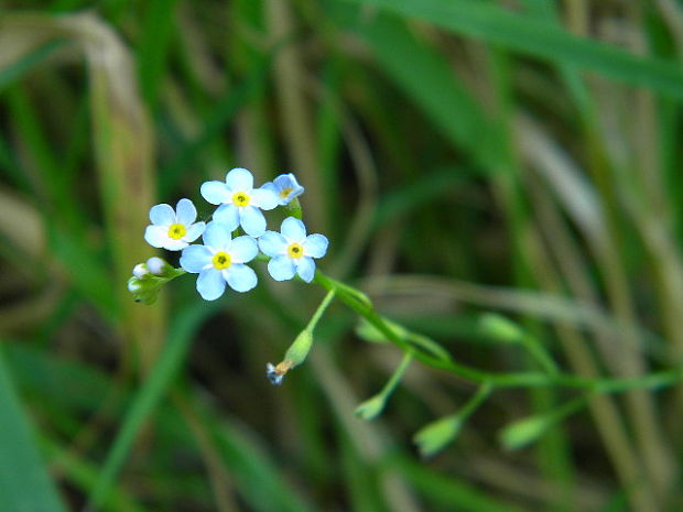 nezábudka močiarna Myosotis scorpioides L.