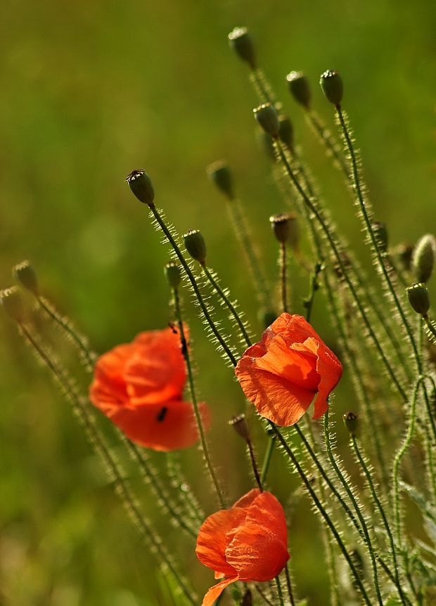 mak vlčí Papaver rhoeas L.