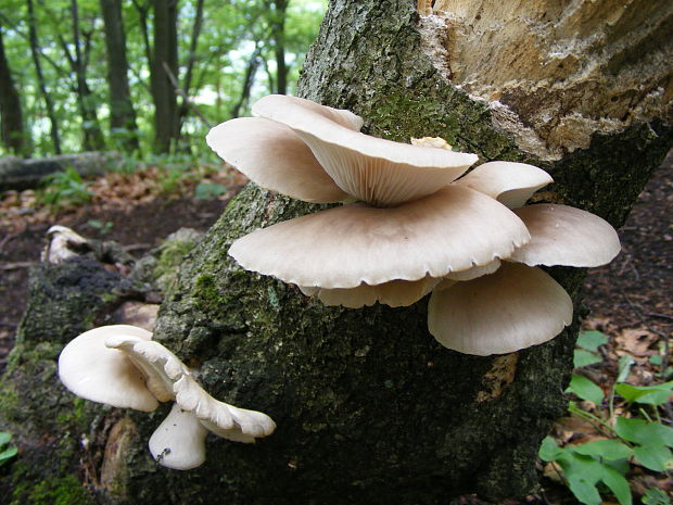 hliva Pleurotus sp.