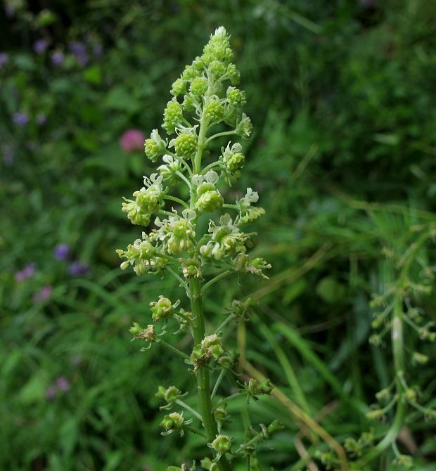 rezeda žltá Reseda lutea L.