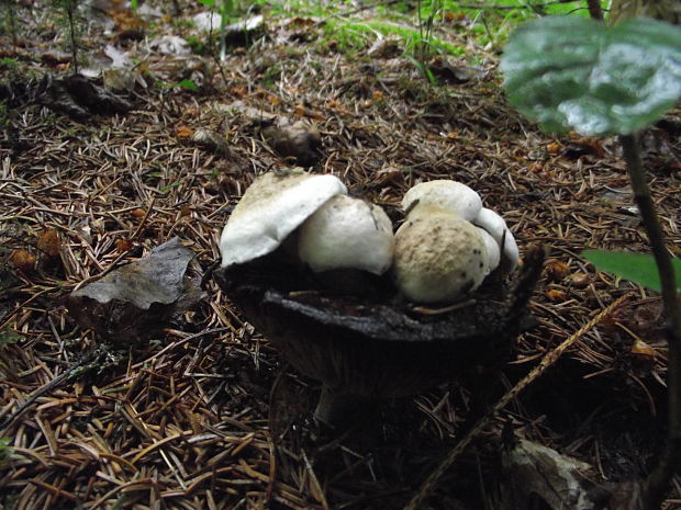 plávka Russula sp.