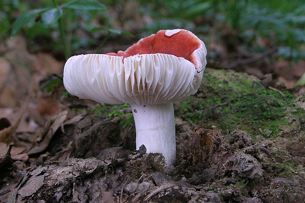 plávka -holubinka  Russula sp.