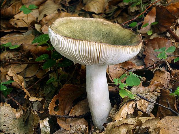 plávka Wernerova Russula werneri Maire