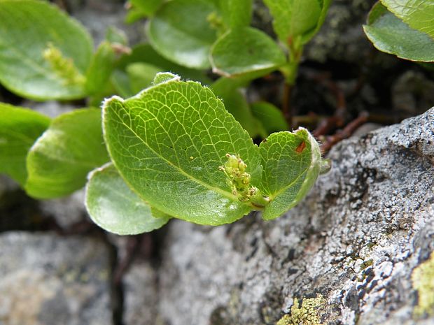 vŕba bylinná Salix herbacea L.