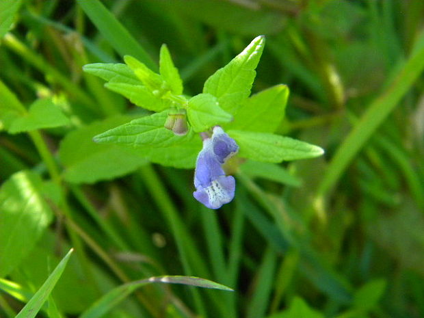 šišak vrúbkovaný Scutellaria galericulata L.