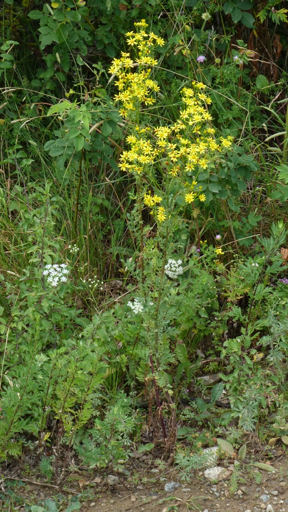 starček jakubov Senecio jacobaea L.