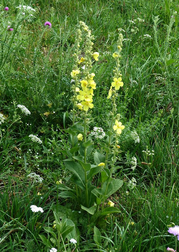 divozel sápovitý Verbascum phlomoides L.