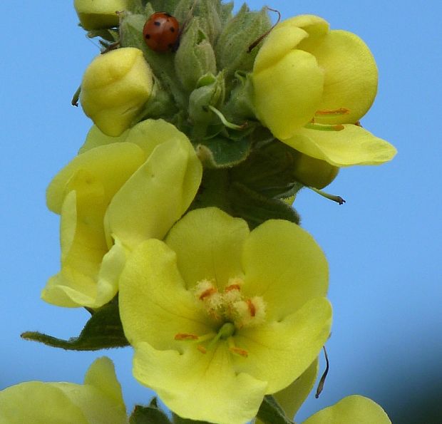 divozel sápovitý Verbascum phlomoides L.