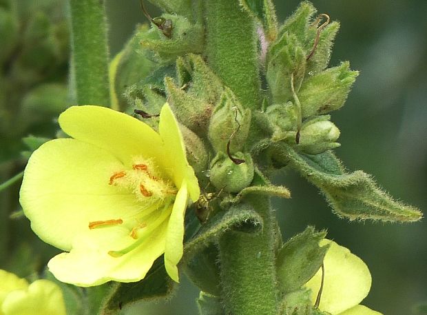 divozel sápovitý Verbascum phlomoides L.