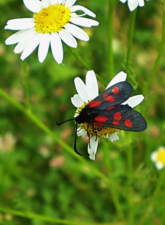 vretienka viková Zygaena viciae Denis & Schiffermüller, 1775