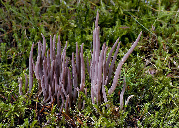 pakyjačik purpurový Alloclavaria purpurea (O.F. Müll.) Dentinger & D.J. McLaughlin