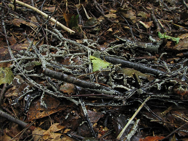 mištička popolavá Arcyria cinerea (Bull.) Pers.