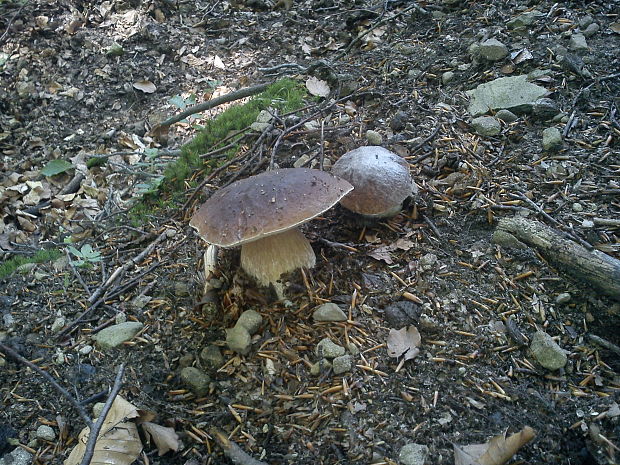 hríb smrekový Boletus edulis Bull. ex Fr.