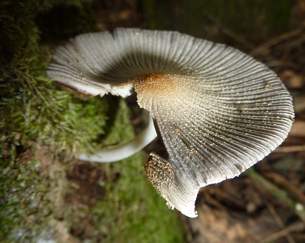 hnojník Coprinellus sp.