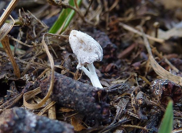 hnojník Coprinopsis sp.