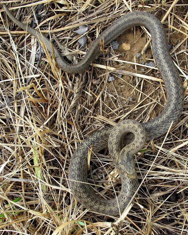 užovka hladká Coronella austriaca