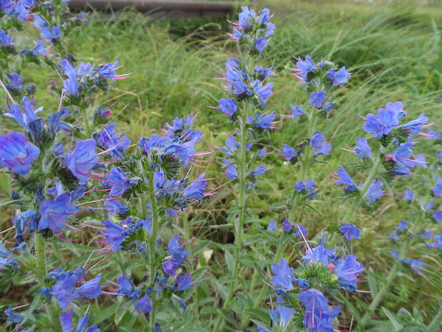 hadinec obyčajný Echium vulgare L.