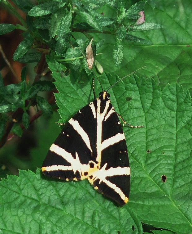 spriadač kostihojový Euplagia quadripunctaria