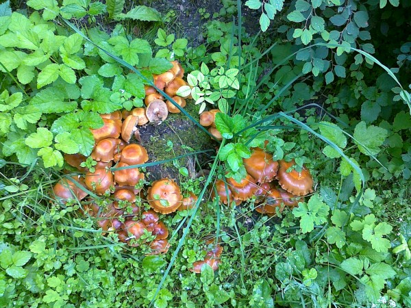 šupinačka menlivá Kuehneromyces mutabilis (Schaeff.) Singer & A.H. Sm.