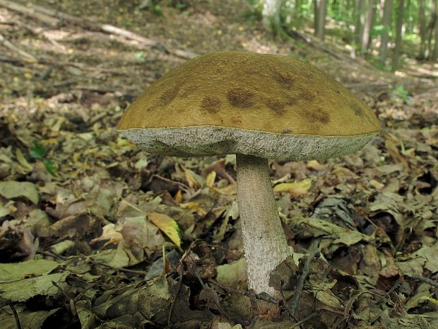 kozák hrabový Leccinum pseudoscabrum (Kallenb.) Šutara