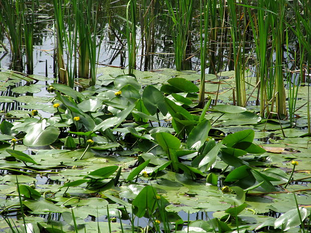 leknica žltá Nuphar lutea (L.) Sm.