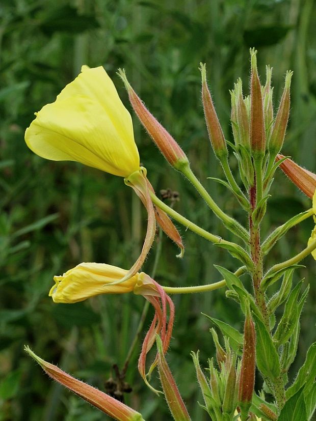 pupalka červenokališná Oenothera glazioviana M. Micheli