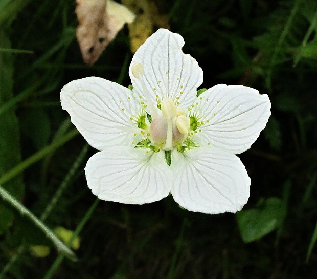 bielokvet močiarny Parnassia palustris L.