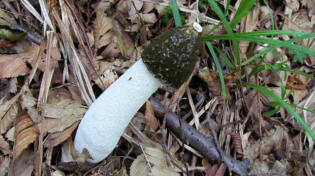 hadovka smradľavá Phallus impudicus L.