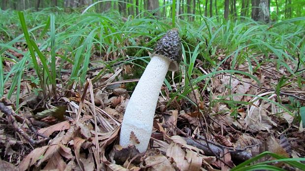 hadovka smradľavá Phallus impudicus L.