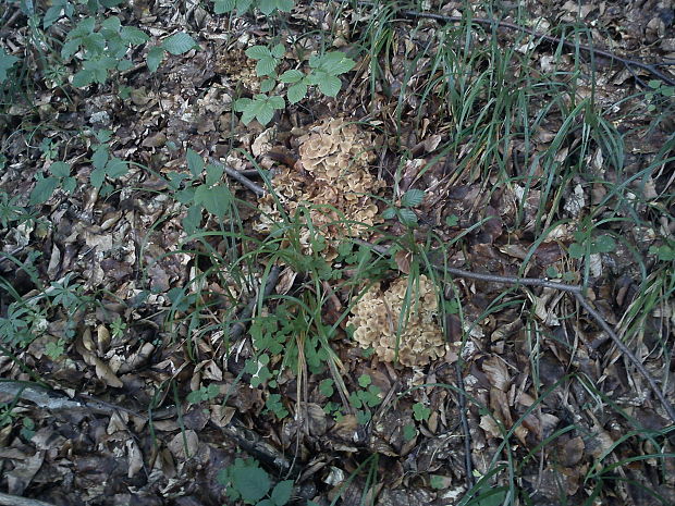 trúdnik klobúčkatý Polyporus umbellatus (Pers.) Fr.