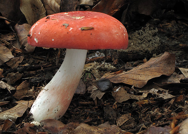 plávka Russula sp.