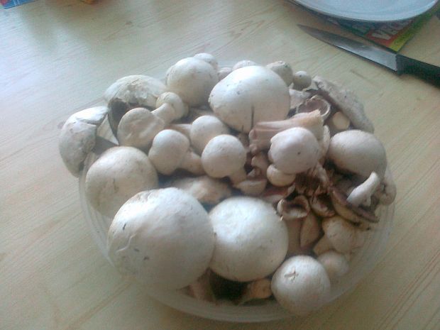 pečiarka Agaricus aridicola Geml, Geiser & Royse ex Mateos, J. Morales, J. Muñoz, Rey & Tovar