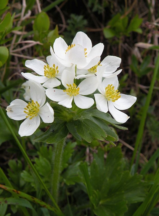 veternica narcisokvetá Anemone narcissiflora L.