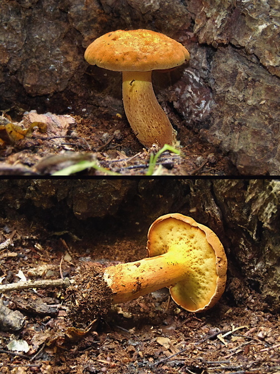 žltavec drevový Buchwaldoboletus lignicola (Kallenb.) Pilát