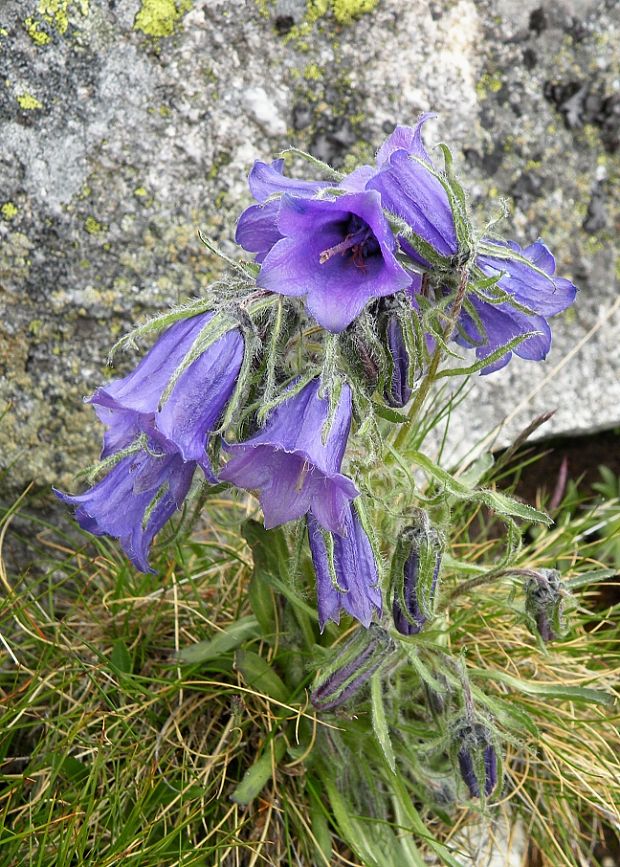 zvonček alpínsky Campanula alpina Jacq.