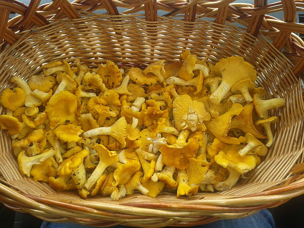 kuriatko Cantharellus sp.