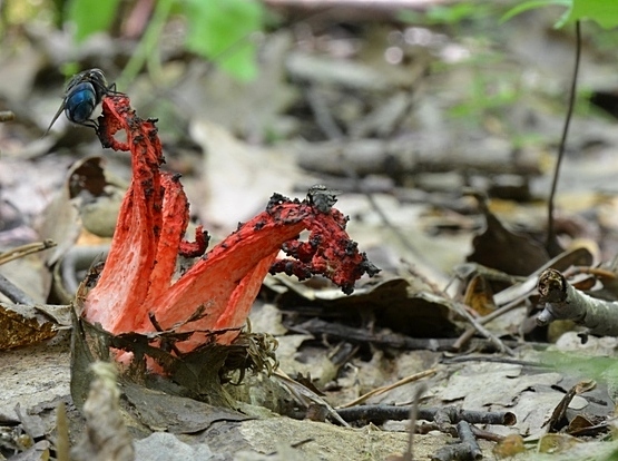 mrežovka kvetovitá Clathrus archeri (Berk.) Dring