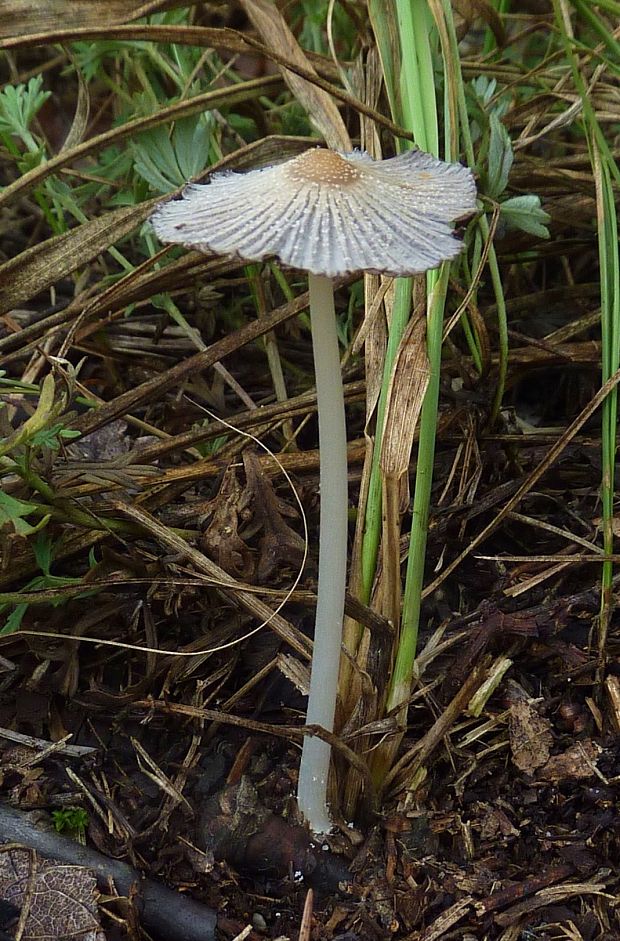 hnojník Coprilellus sp.