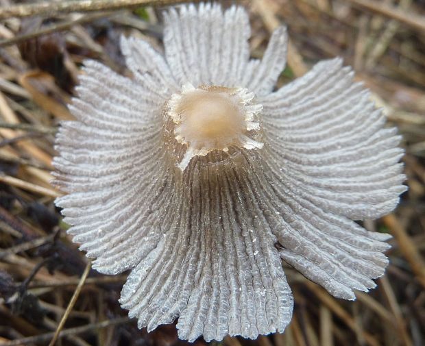 hnojník Coprinellus sp.