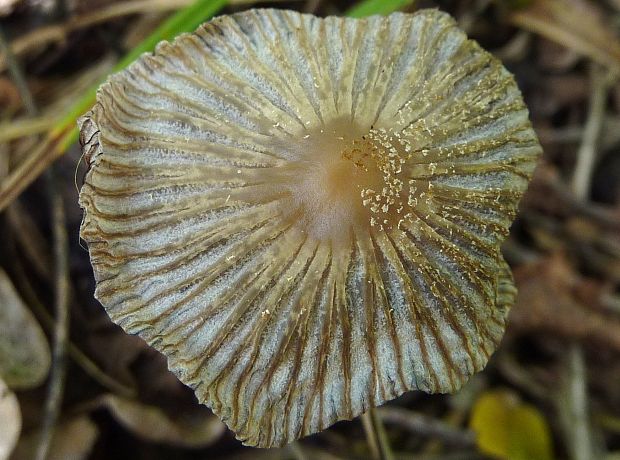 hnojník Coprinellus sp.