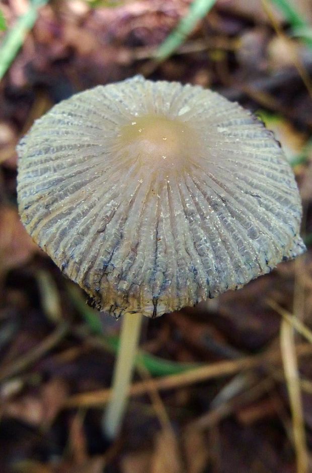 hnojník Coprinellus sp.