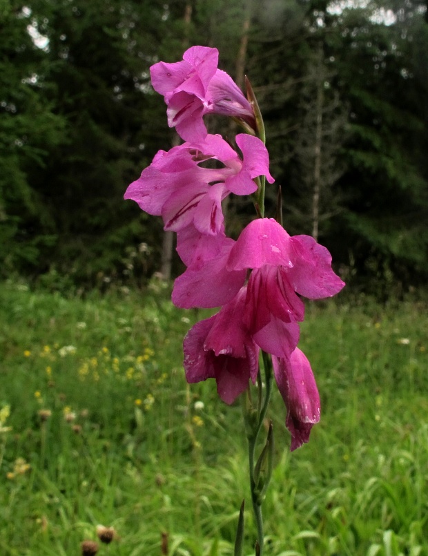 mečík škridlicovitý Gladiolus imbricatus L.