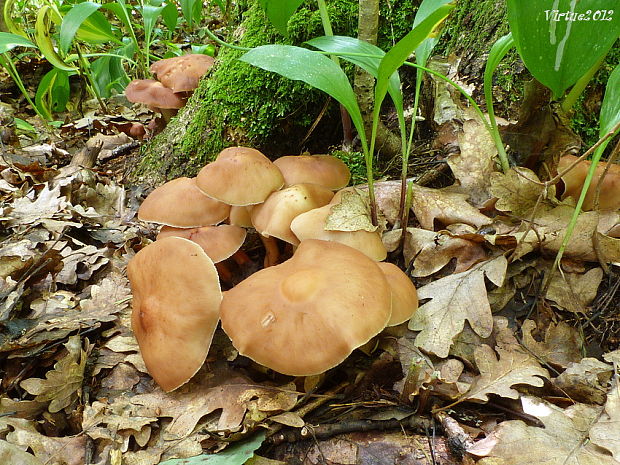 peniazovka vretenovitohlúbiková Gymnopus fusipes (Bull.) Gray