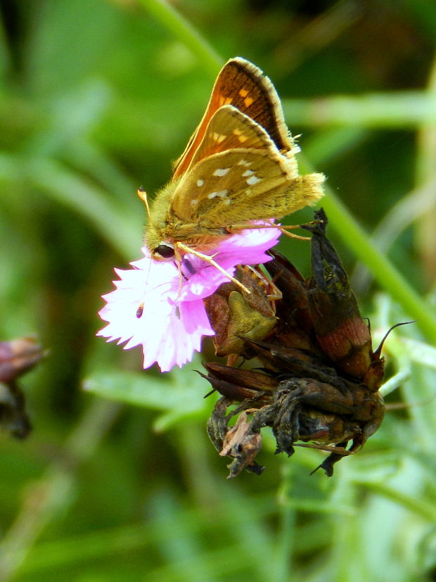 súmračník bieloškvrnný  Hesperia comma  Linnaeus, 1758