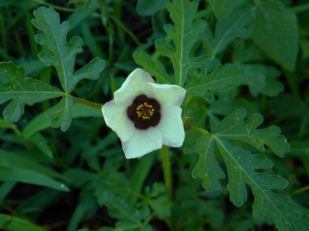 ibištek trojdielny Hibiscus trionum L.