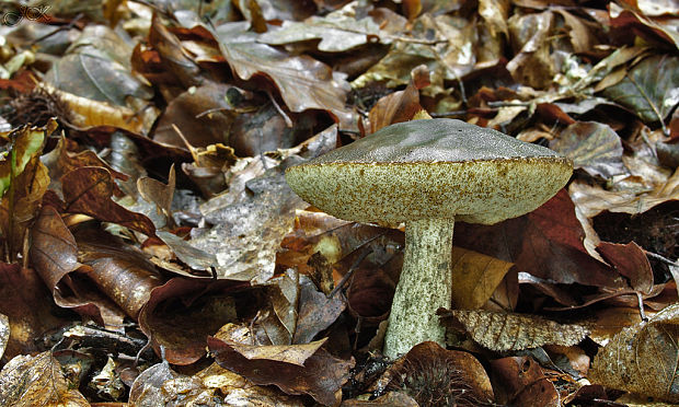 kozák hrabový Leccinum pseudoscabrum (Kallenb.) Šutara