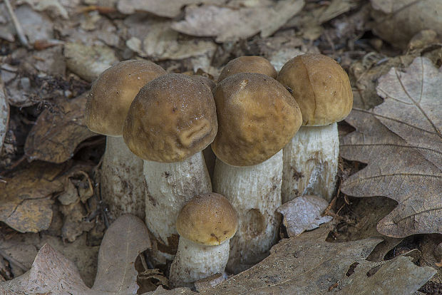 kozák hrabový Leccinum pseudoscabrum (Kallenb.) Šutara