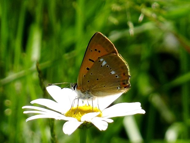 ohniváčik zlatobyľový Lycaena virgaureae