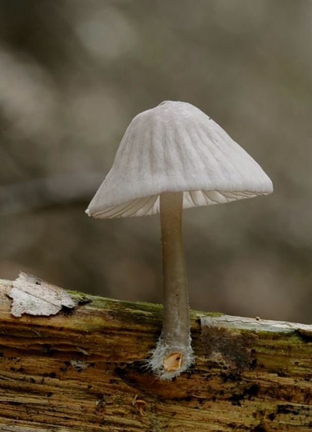 prilbička Mycena sp.